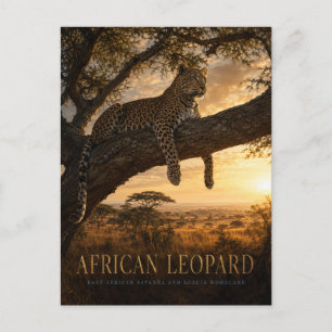 Cartão Postal Savana de Acácia com Leopardo Africano ANIMAIS