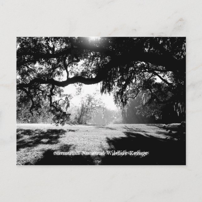 Cartão Postal Savannah (Frente)