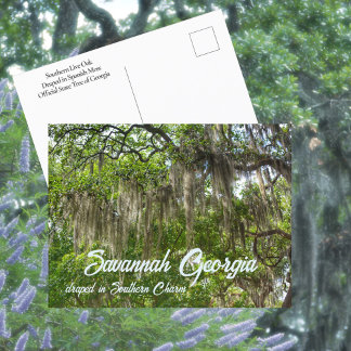 Cartão Postal Savannah GA Musgo Espanhol sobre Carvalhos Vivazes