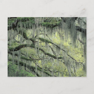Cartão Postal Savannah, Geórgia, árvore Live Oak coberta com