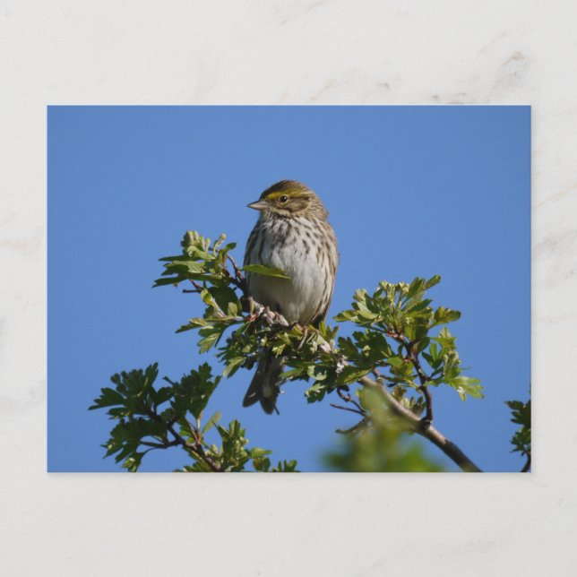 Cartão Postal Savannah Gorgeous (Frente)