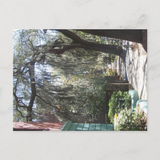 Cartão Postal Savannah Moss