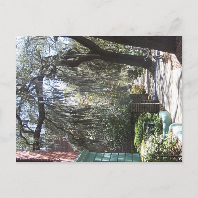 Cartão Postal Savannah Moss (Frente)