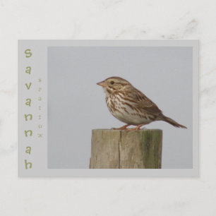 Cartão Postal Savannah Sparrow