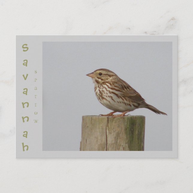 Cartão Postal Savannah Sparrow (Frente)