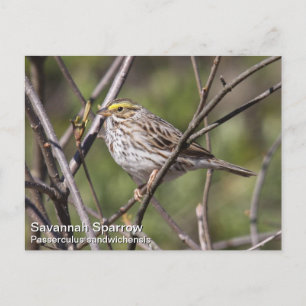Cartão Postal Savannah Sparrow