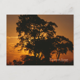 Cartão Postal Savannah Sunset