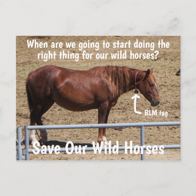 Cartão Postal Save Our Wild Horses Campaign (Frente)