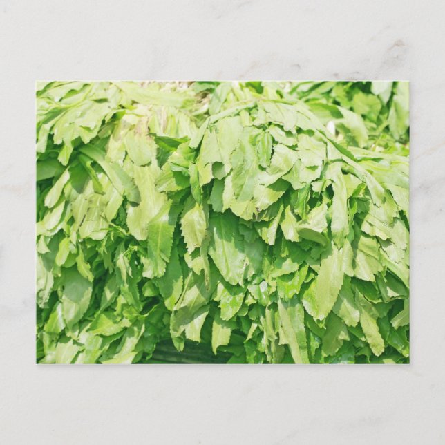 Cartão Postal Sawtooth Coriander - Fundo Eryngium foetidum (Frente)