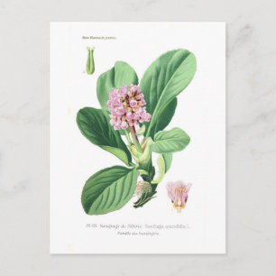 Cartão Postal Saxifraga crassifolia (Bergenia)
