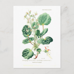Cartão Postal Saxifraga sarmentosa