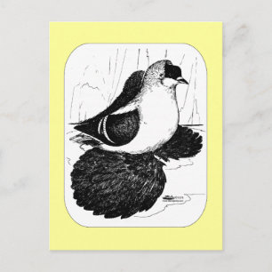 Cartão Postal Saxon Swallow Pigeon 1978