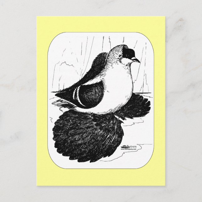 Cartão Postal Saxon Swallow Pigeon 1978 (Frente)