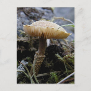 Cartão Postal Scaley Mushroom na Ilha de Unalaska