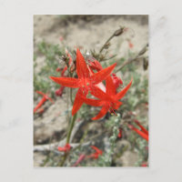 Scarlet Gilia