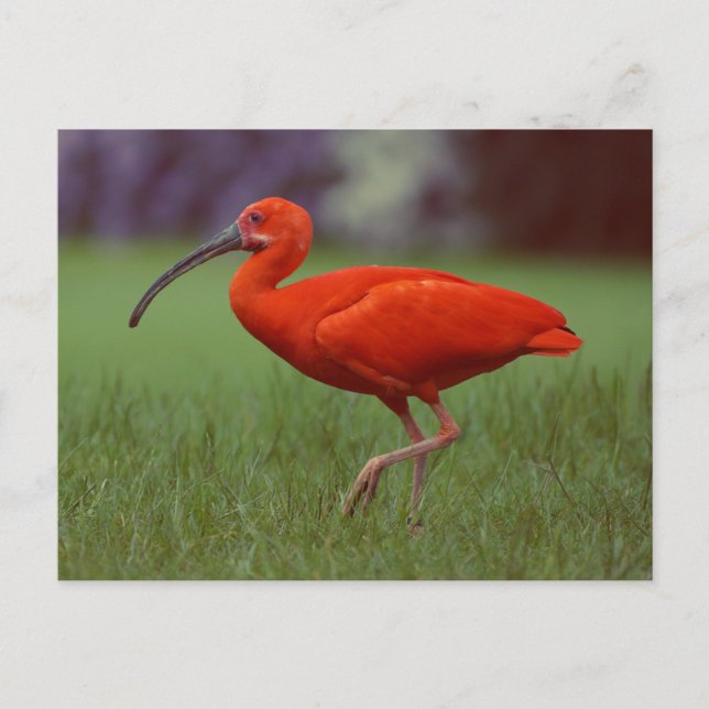 Cartão Postal Scarlet ibis (Frente)