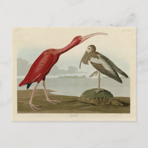 Cartão Postal Scarlet Ibis - das Aves da América de Audubon