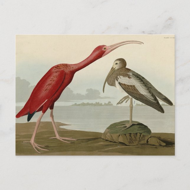 Cartão Postal Scarlet Ibis - das Aves da América de Audubon (Frente)