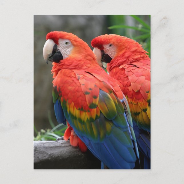 Cartão Postal Scarlet Macaw (Frente)