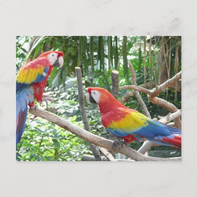 Cartão Postal Scarlet Macaw (Frente)