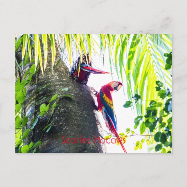 Cartão Postal Scarlet Macaws (Frente)