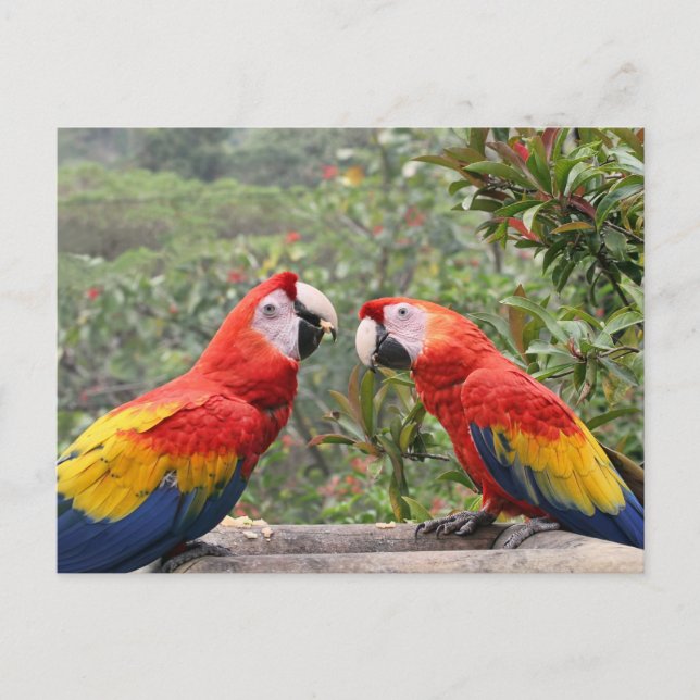 Cartão Postal Scarlet Mackaws (Frente)