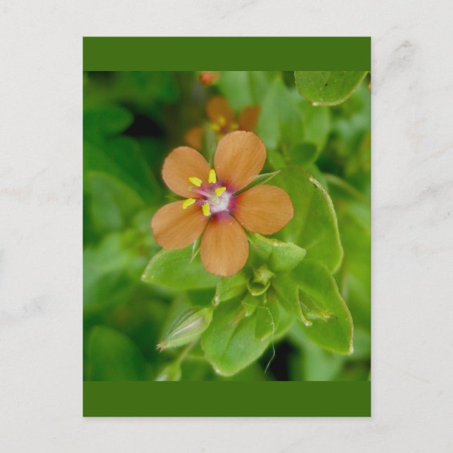 Cartão Postal Scarlet Pimpernel Wildflower (Frente)