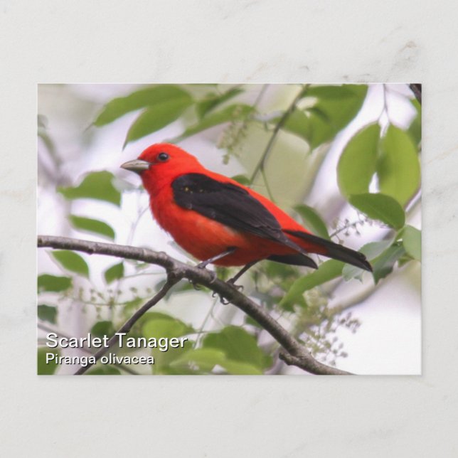 Cartão Postal Scarlet Tanager (Frente)
