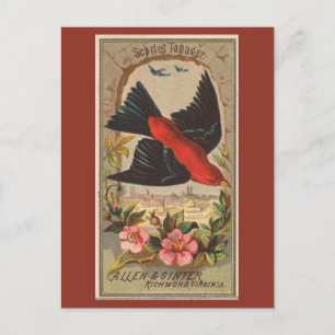 Cartão Postal Scarlet Tanager