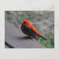 Scarlet Tanager Bird