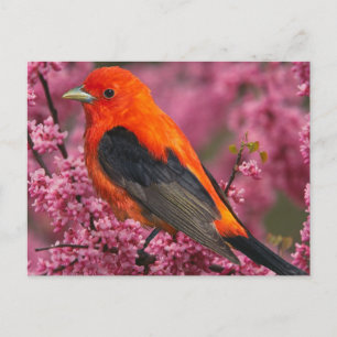 Cartão Postal Scarlet Tanager (Piranga olivacea)