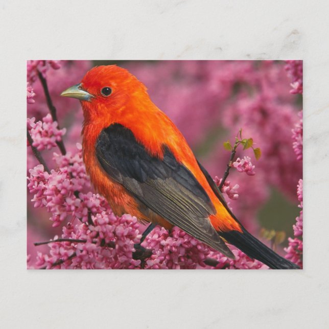 Cartão Postal Scarlet Tanager (Piranga olivacea) (Frente)