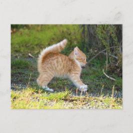 Cartão Postal Scarycat