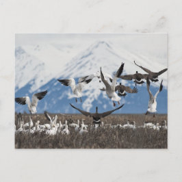 Cartão Postal Scattering Geese