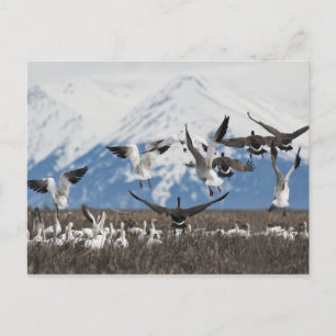 Cartão Postal Scattering Geese