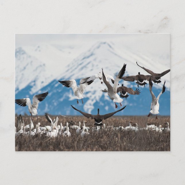 Cartão Postal Scattering Geese (Frente)