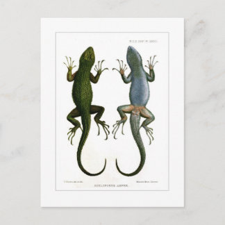 Cartão Postal Sceloporus asper