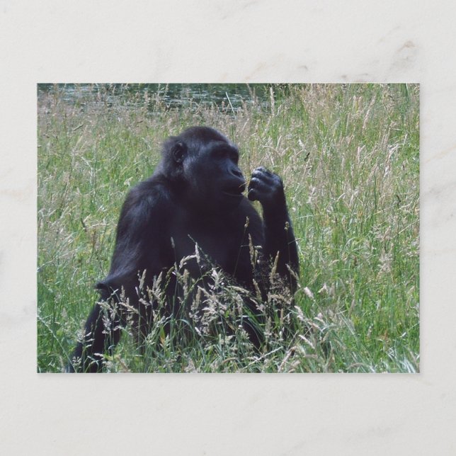 Cartão Postal Schimpanse (Frente)