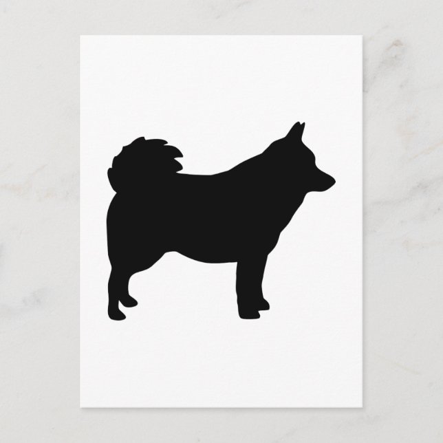 Cartão Postal Schipperke (Frente)