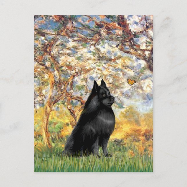 Cartão Postal Schipperke 6 - Primavera (Frente)