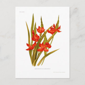 Cartão Postal Schizostylis coccinea (Kaffir lily)