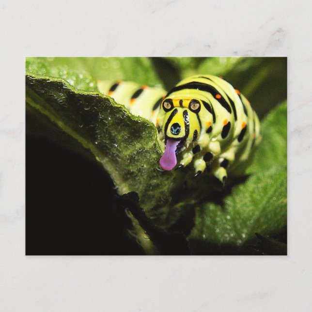 Cartão Postal Schlobber (Frente)