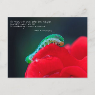 Cartão Postal Schmetterlinge sehen