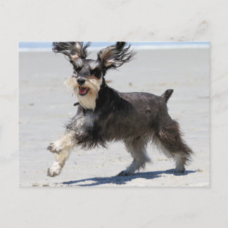 Cartão Postal Schnauzer - Jr is a Happy Boy!