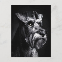 Cartão Postal Schnauzer Monochrome Portrait