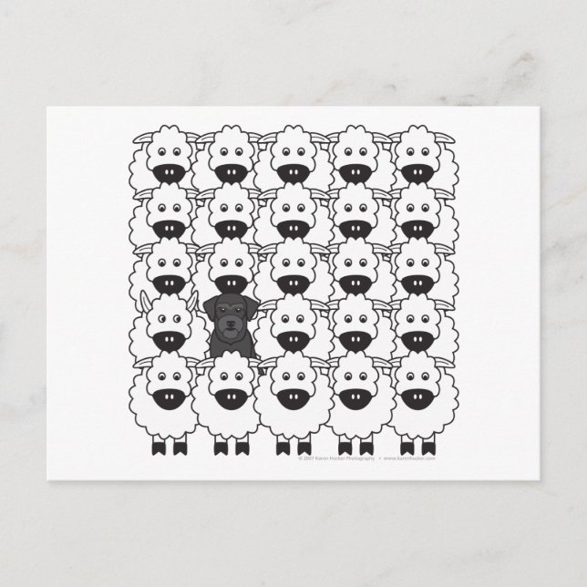 Cartão Postal Schnauzer na Ovelha (Frente)