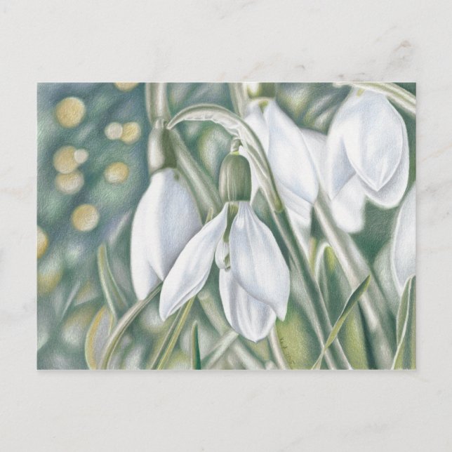 Cartão Postal Schneeglöckchen - Farbstiftzeichnung (Frente)