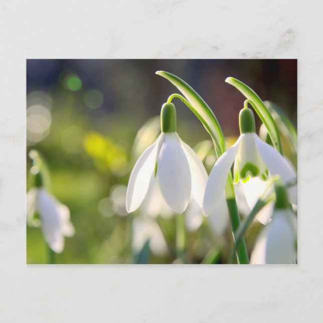 Cartão Postal Schneeglöckchen läuten den Frühling ein (Frente)