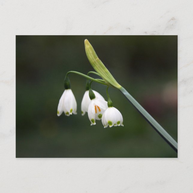 Cartão Postal Schneeglöckchen läutet den Frühling ein (Frente)