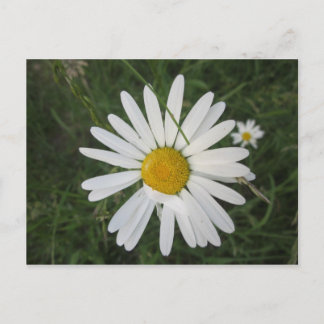 Cartão Postal Schüchterne Margarithe